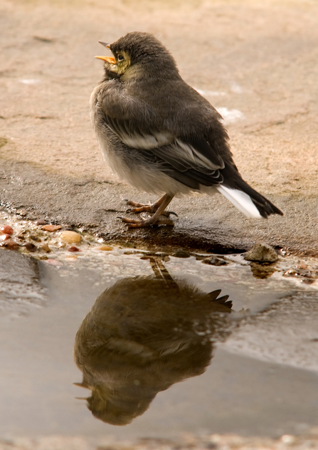 Can Birds Eat Cat Food